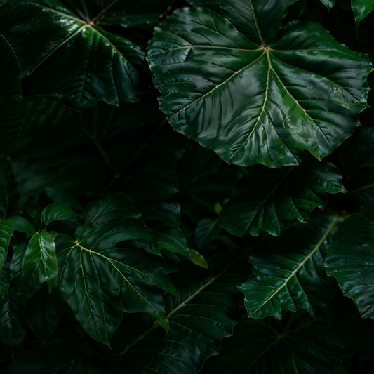 Feuille de cuisine Dark Tropics