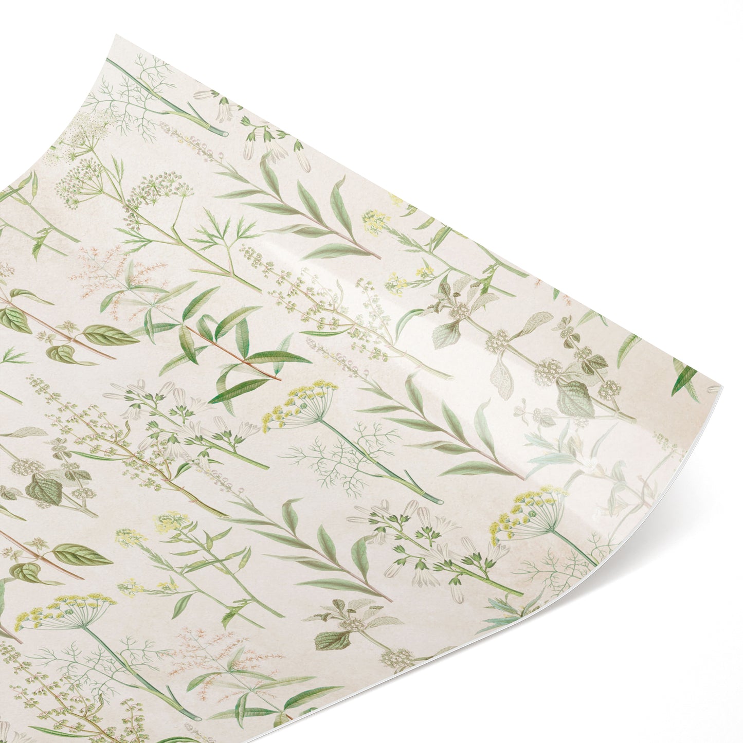 Küchenfolie Botanische Galerie