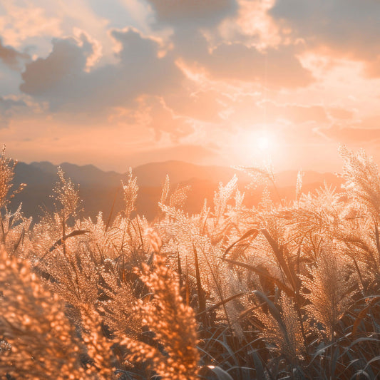Maßangefertigte Vliestapete mit Sonnenuntergang über Getreidefeld in warmen Orange- und Rosatönen.