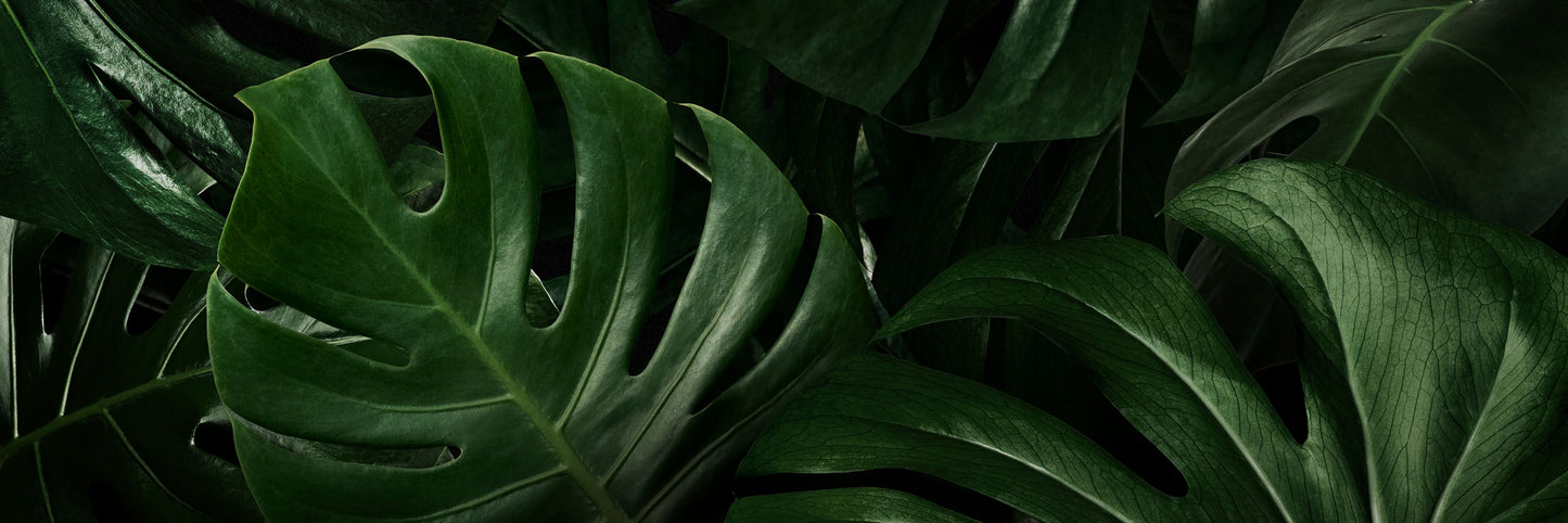 Feuille de cuisine Monstera