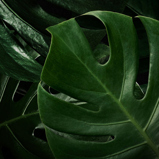 Feuille de cuisine Monstera
