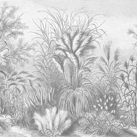 Fototapete Vliestapete Designtapete Motivtapete Gräser schwarzweiss Bleistift