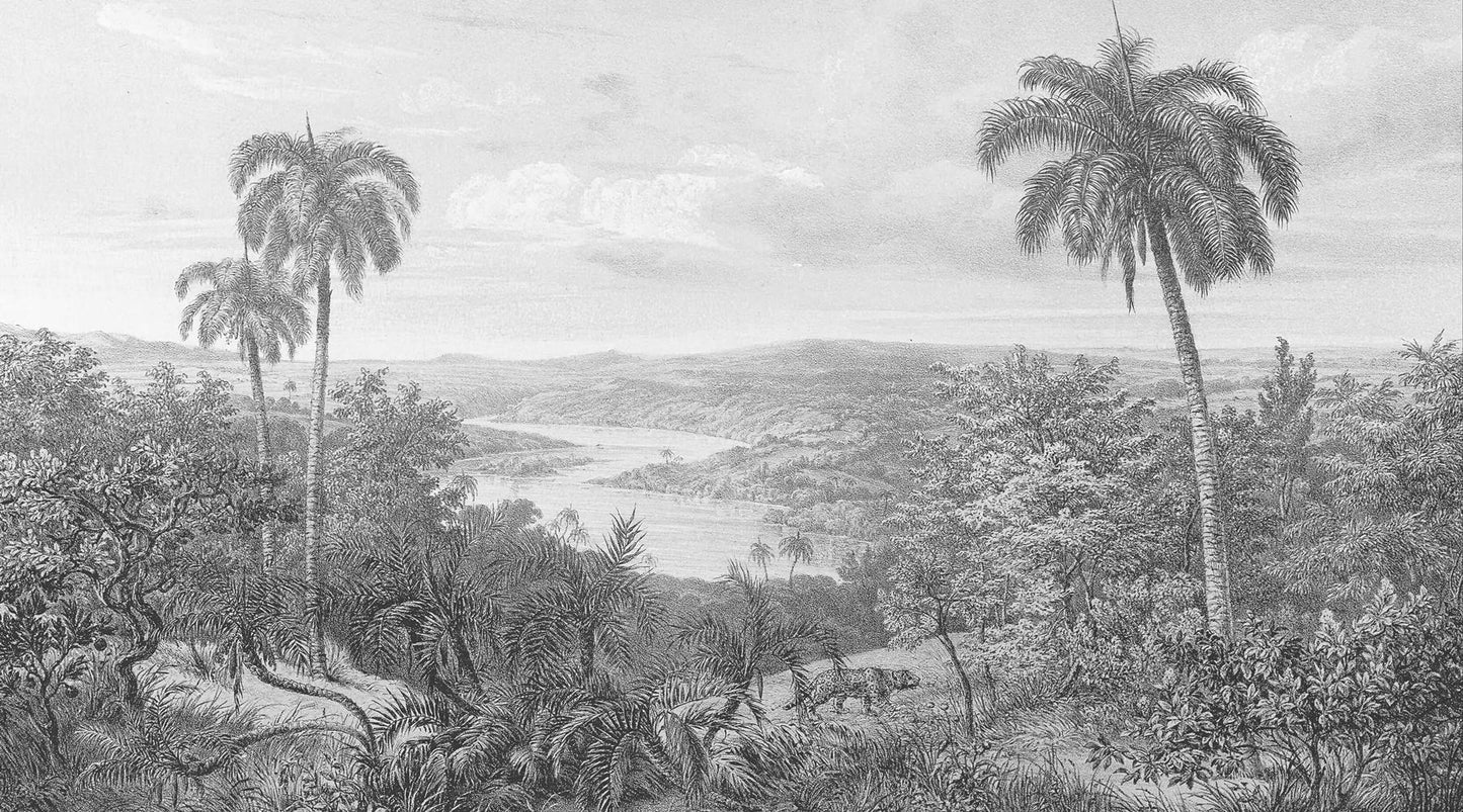 Fototapete mit Bleistift Landschaft im tropischen Stil.