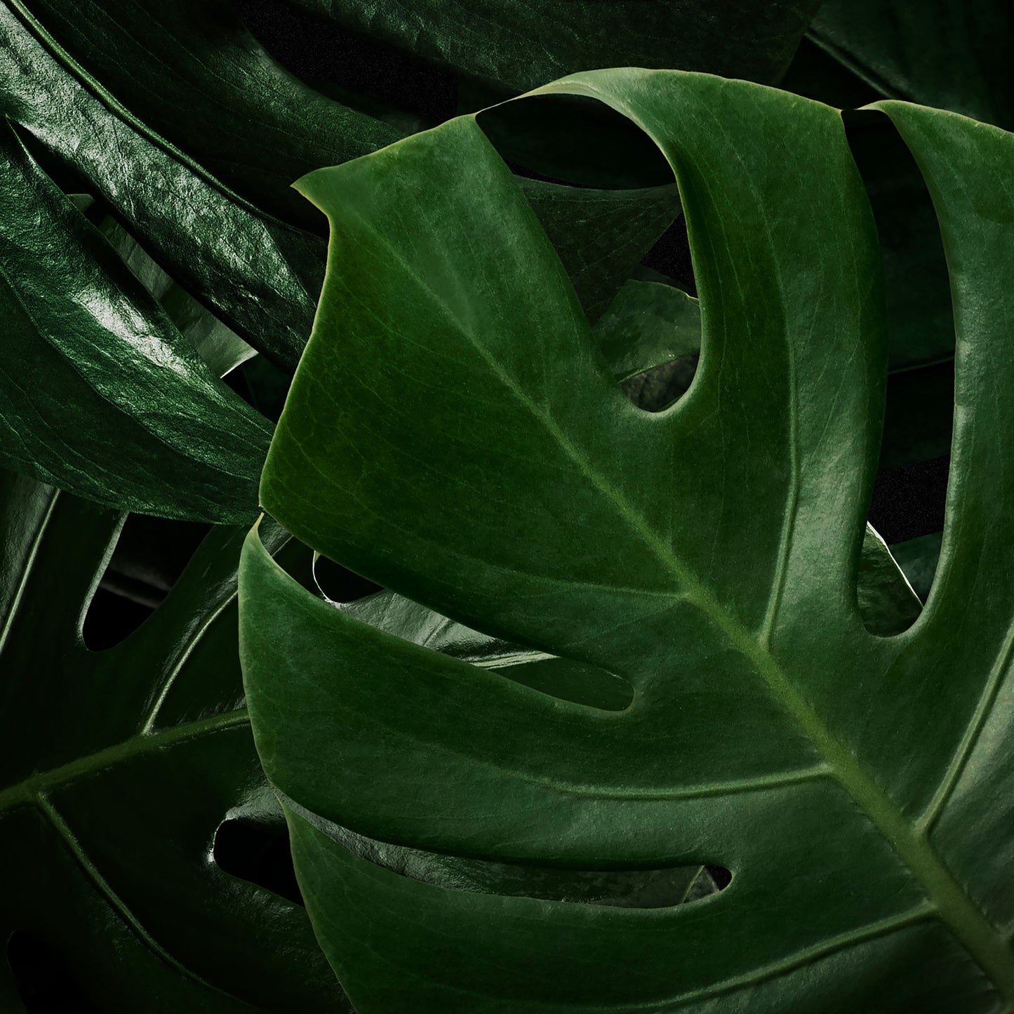 Feuille de cuisine Monstera