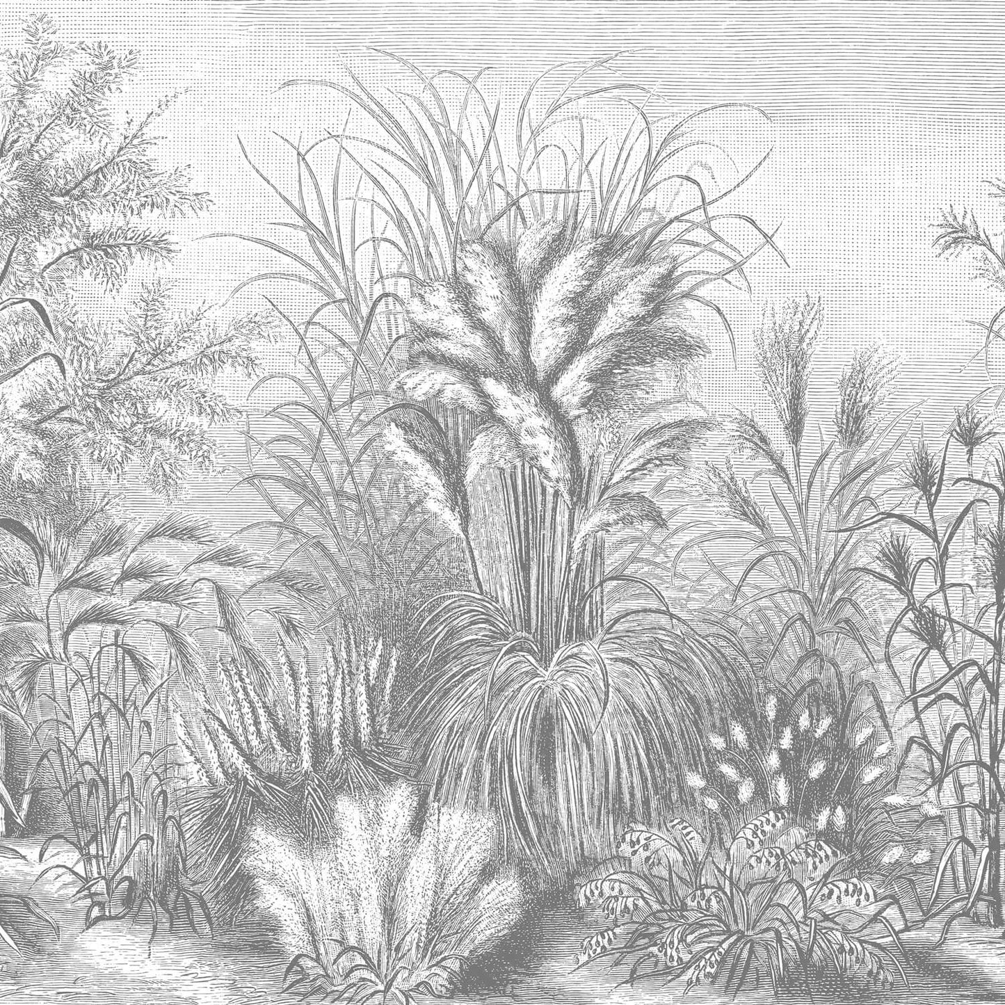 Fototapete Vliestapete Designtapete Motivtapete Gräser schwarzweiss Bleistift