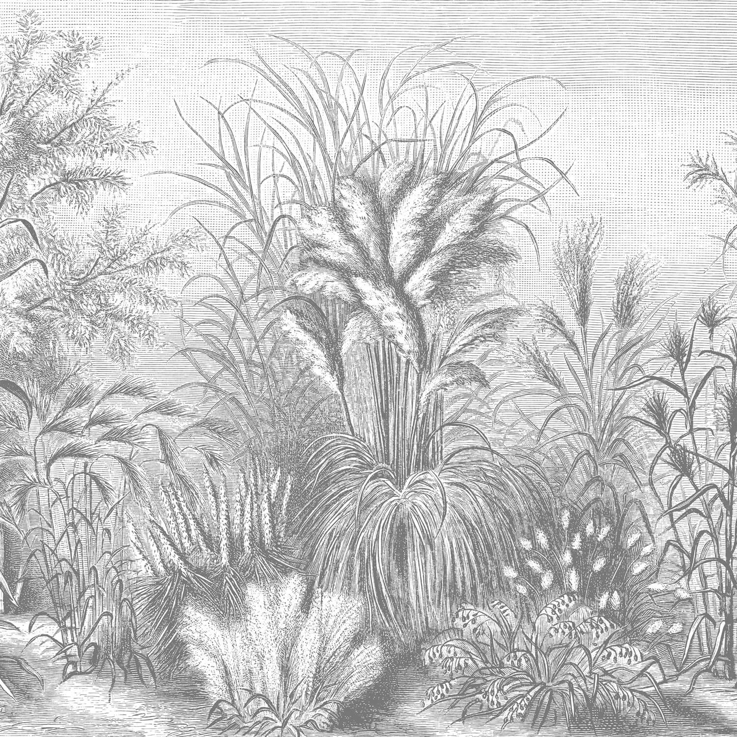 Fototapete Vliestapete Designtapete Motivtapete Gräser schwarzweiss Bleistift